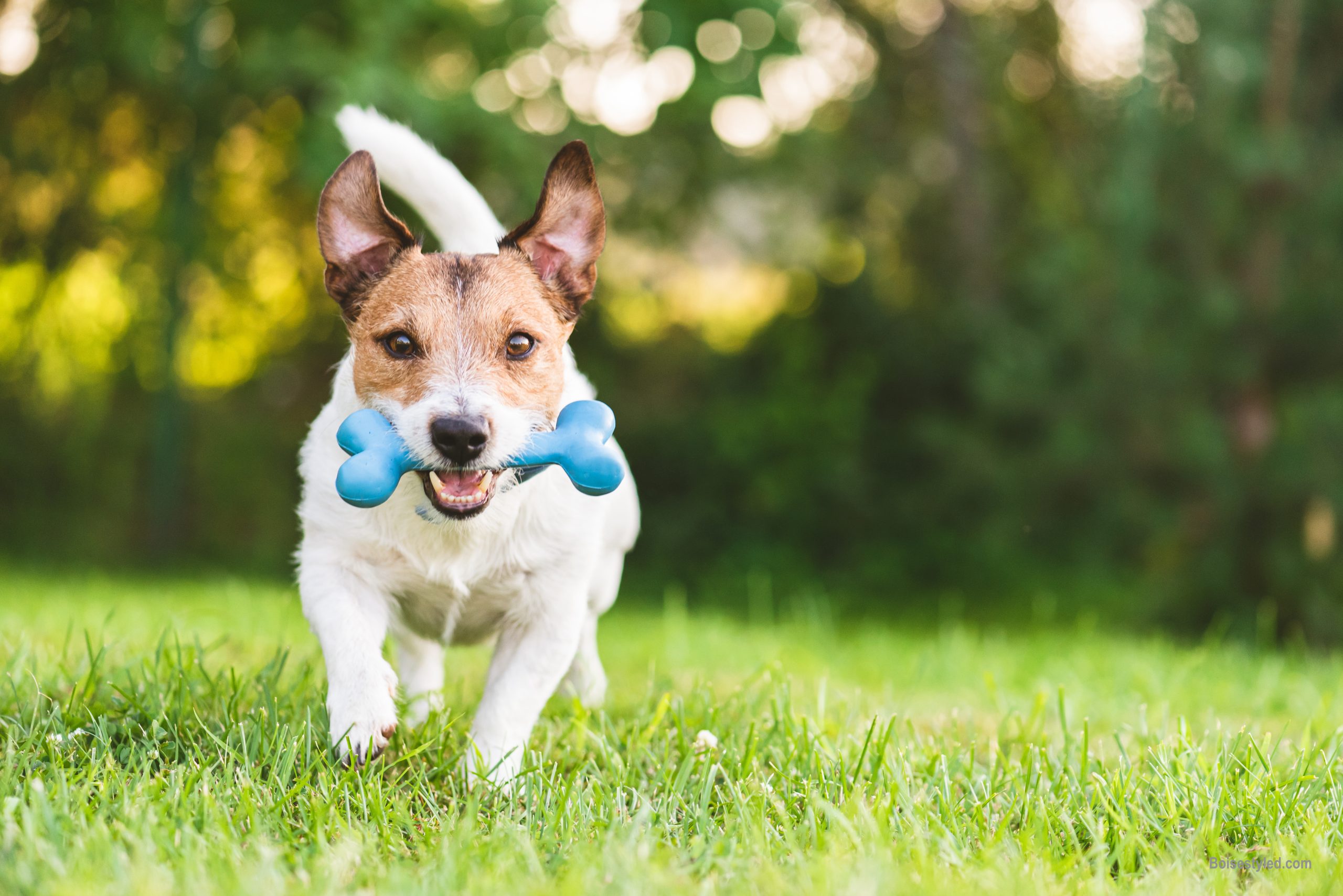 10 best dog parks in boise