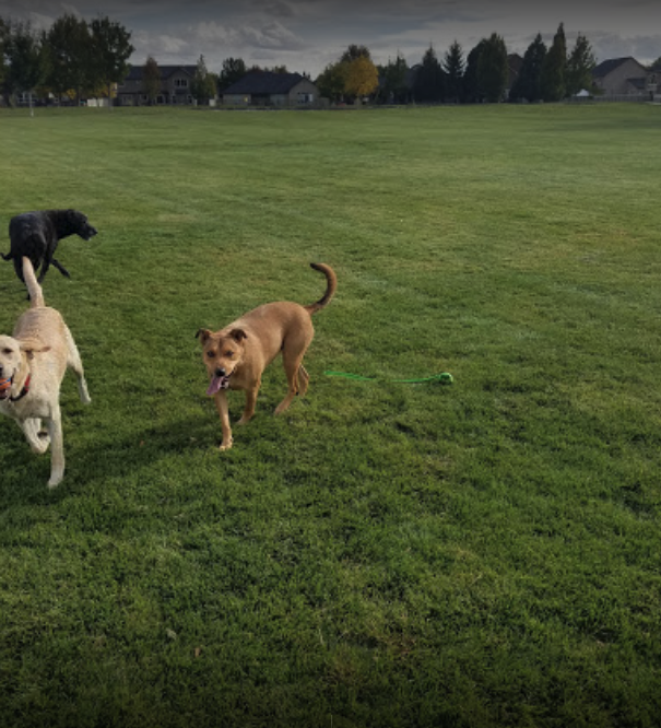 10 best dog parks in boise