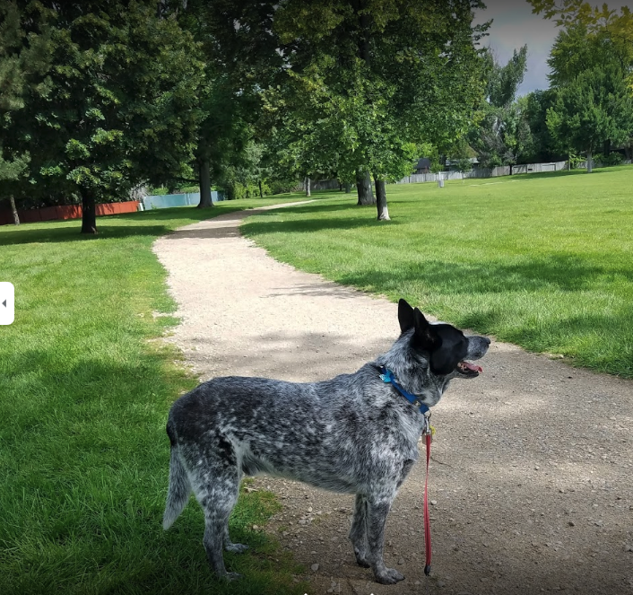 10 best dog parks in boise