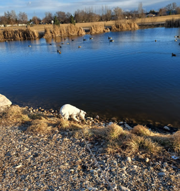 10 best dog parks in boise