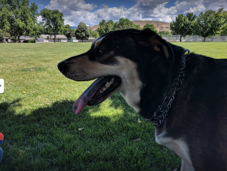 10 best dog parks in boise