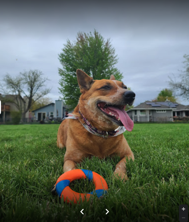 10 best dog parks in boise